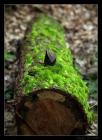 thumbs/IMG_2153.JPG.jpg