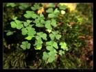 thumbs/IMG_2154.JPG.jpg
