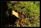 thumbs/IMG_2169.JPG.jpg
