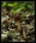 thumbs/IMG_2172.JPG.jpg