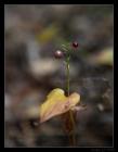 thumbs/IMG_2184.JPG.jpg