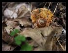 thumbs/IMG_2185.JPG.jpg