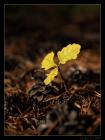 thumbs/IMG_2208.JPG.jpg